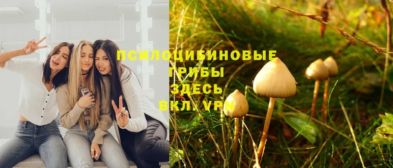 Псилоцибиновые грибы Psilocybine cubensis  Кирово-Чепецк 